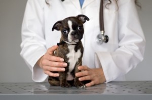 Learn more about Veterinary Sales learn more about Veterinary Sales